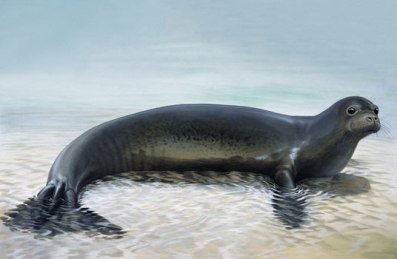Caribbean-Monk-Seal.jpg