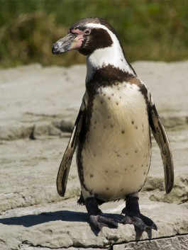 Humboldt_penguin.jpg