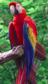 scarlet-macaw-pictures.jpg